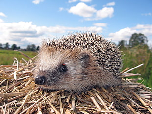 brown and black hedgehog on brown hays